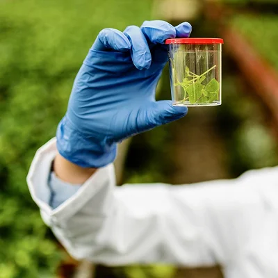 Scientist holding plant sample - Solvent Extraction Plant Manufacturer in India, Sungates Technologies